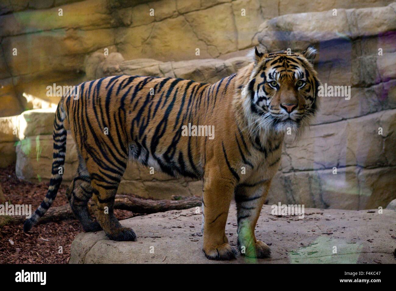 Jae Jae, du Zoo de Londres homme tigre de Sumatra, dans le territoire du Tigre enclos au ZSL Banque D'Images