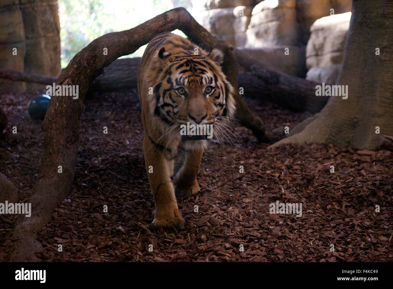 Jae Jae, du Zoo de Londres homme tigre de Sumatra, dans le territoire du Tigre enclos au ZSL, marchant vers l'appareil photo Banque D'Images