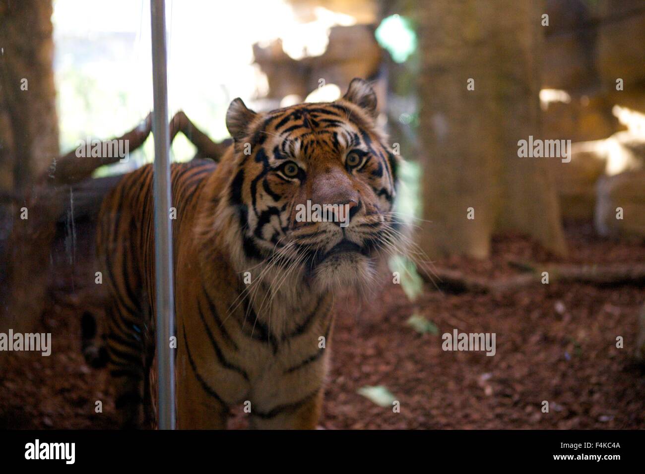 Close-up of Jae Jae, du Zoo de Londres homme tigre de Sumatra, dans le territoire du Tigre enclos au ZSL Banque D'Images