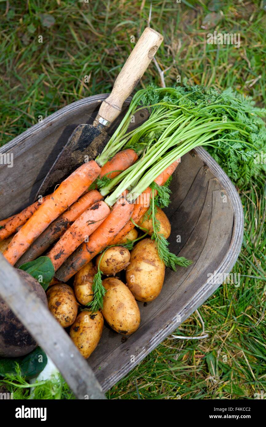 Les carottes et les pommes de terre fraîchement récoltées dans un jardin trug Banque D'Images