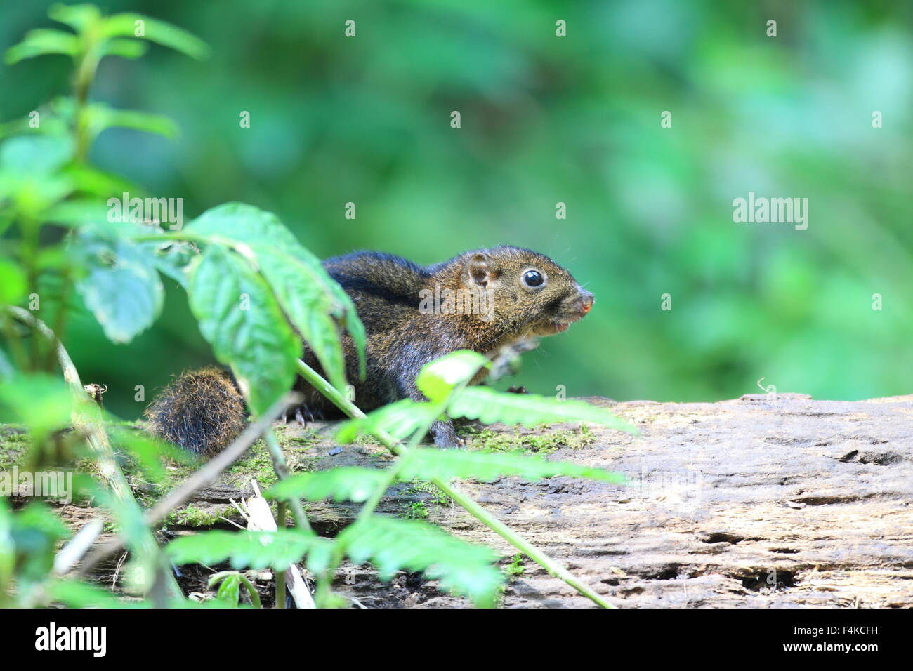 Trois-sol rayé (Pachycephala insignis) du Mt.Kerinci, Sumatra, Indonésie Banque D'Images