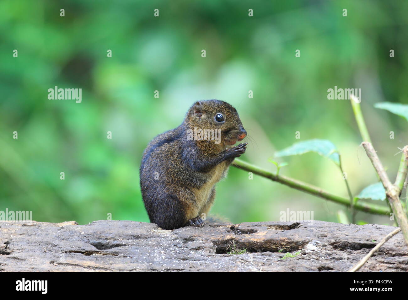 Trois-sol rayé (Pachycephala insignis) du Mt.Kerinci, Sumatra, Indonésie Banque D'Images