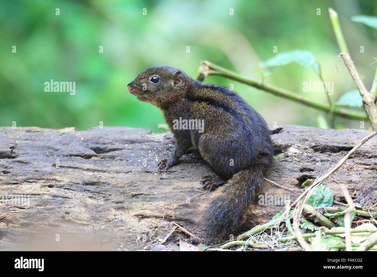 Trois-sol rayé (Pachycephala insignis) du Mt.Kerinci, Sumatra, Indonésie Banque D'Images