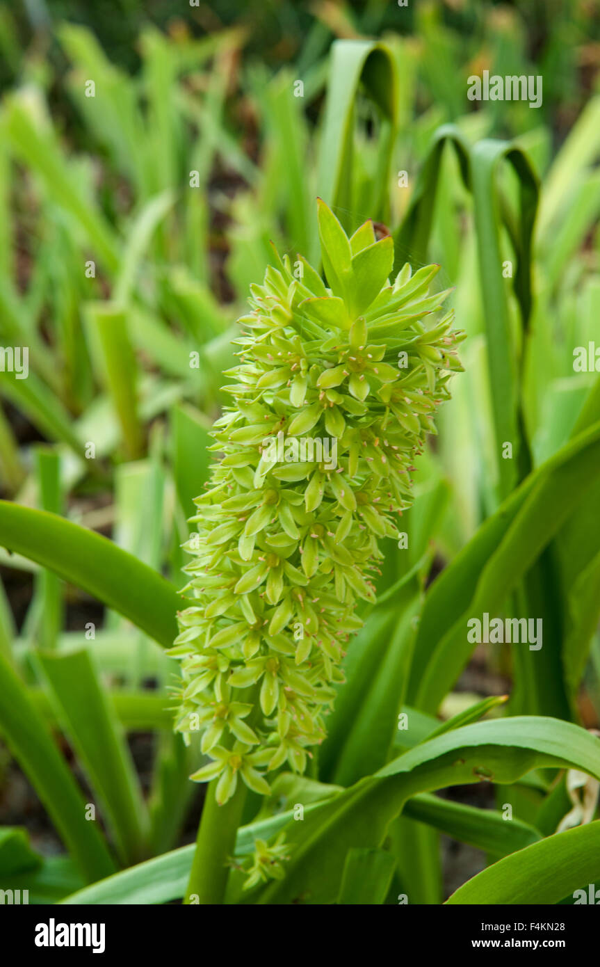 Eucomis autumnalis, Fleur d'Ananas Banque D'Images