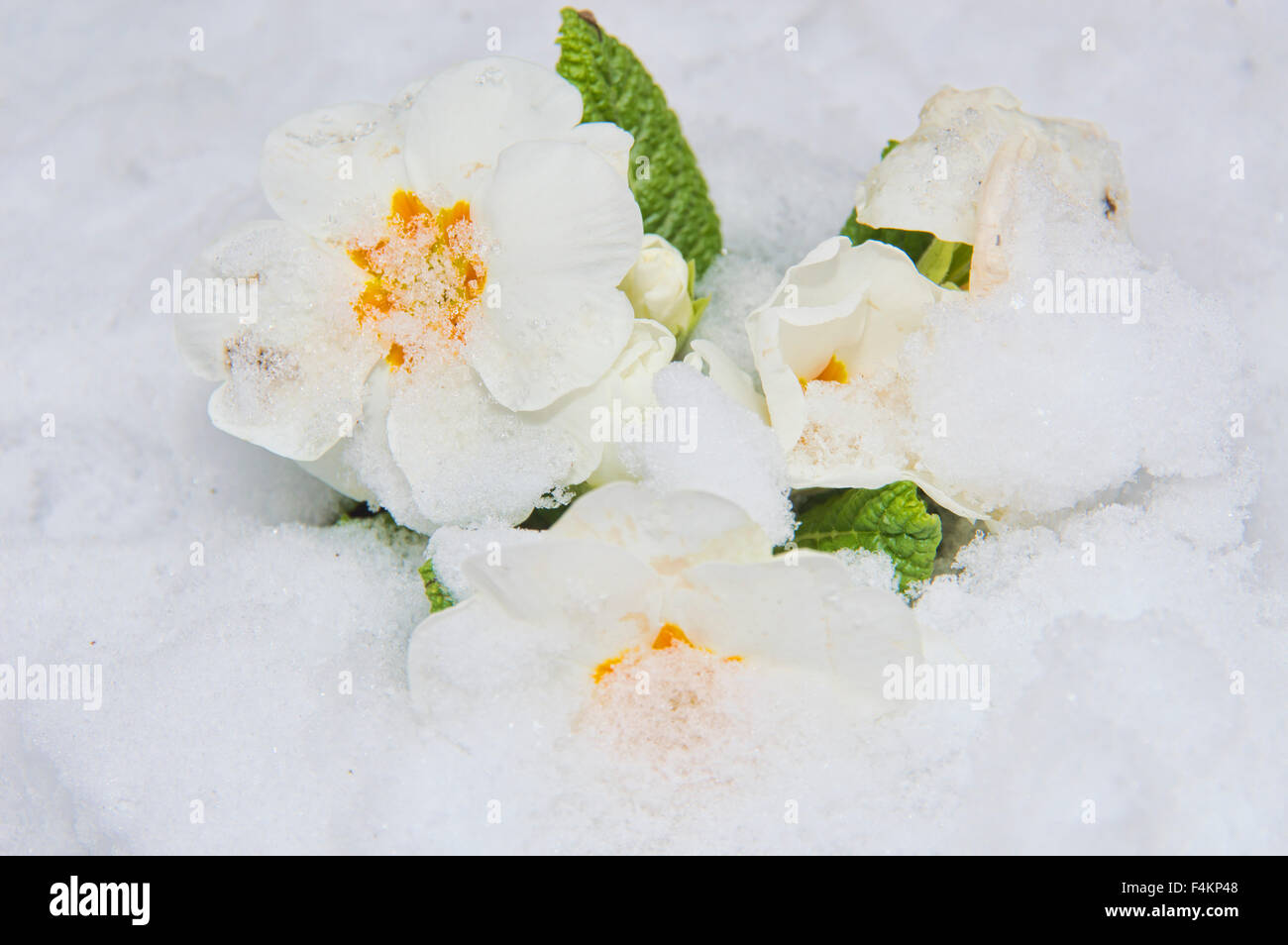 , La neige, fleur, primevère, blanc Banque D'Images