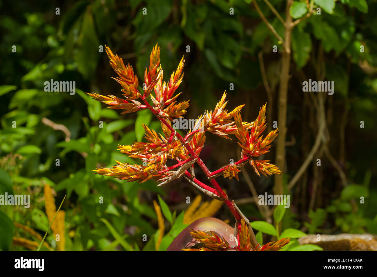 L'Aechmea servitensis Bromelia, Forêt Nuageuse de Monteverde, Costa Rica Banque D'Images