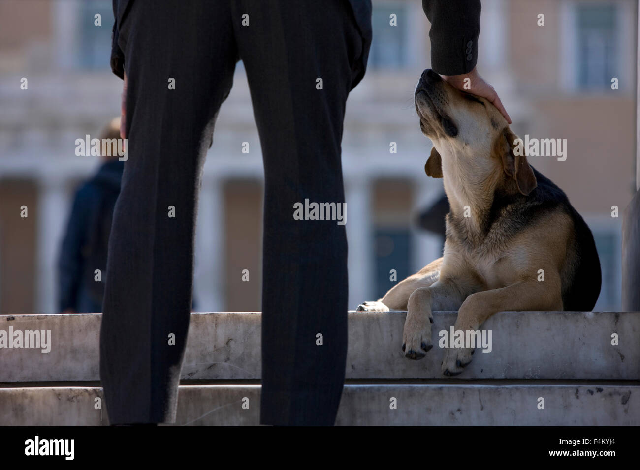 Libre de les jambes et caresser la main / montrer de l'affection à un chien assis sur le terrain d'une superficie de Syntagma, Athènes, Grèce Banque D'Images
