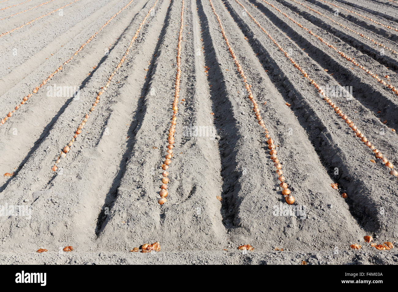 Dans l'oignon dans le processus de plantation potager Banque D'Images