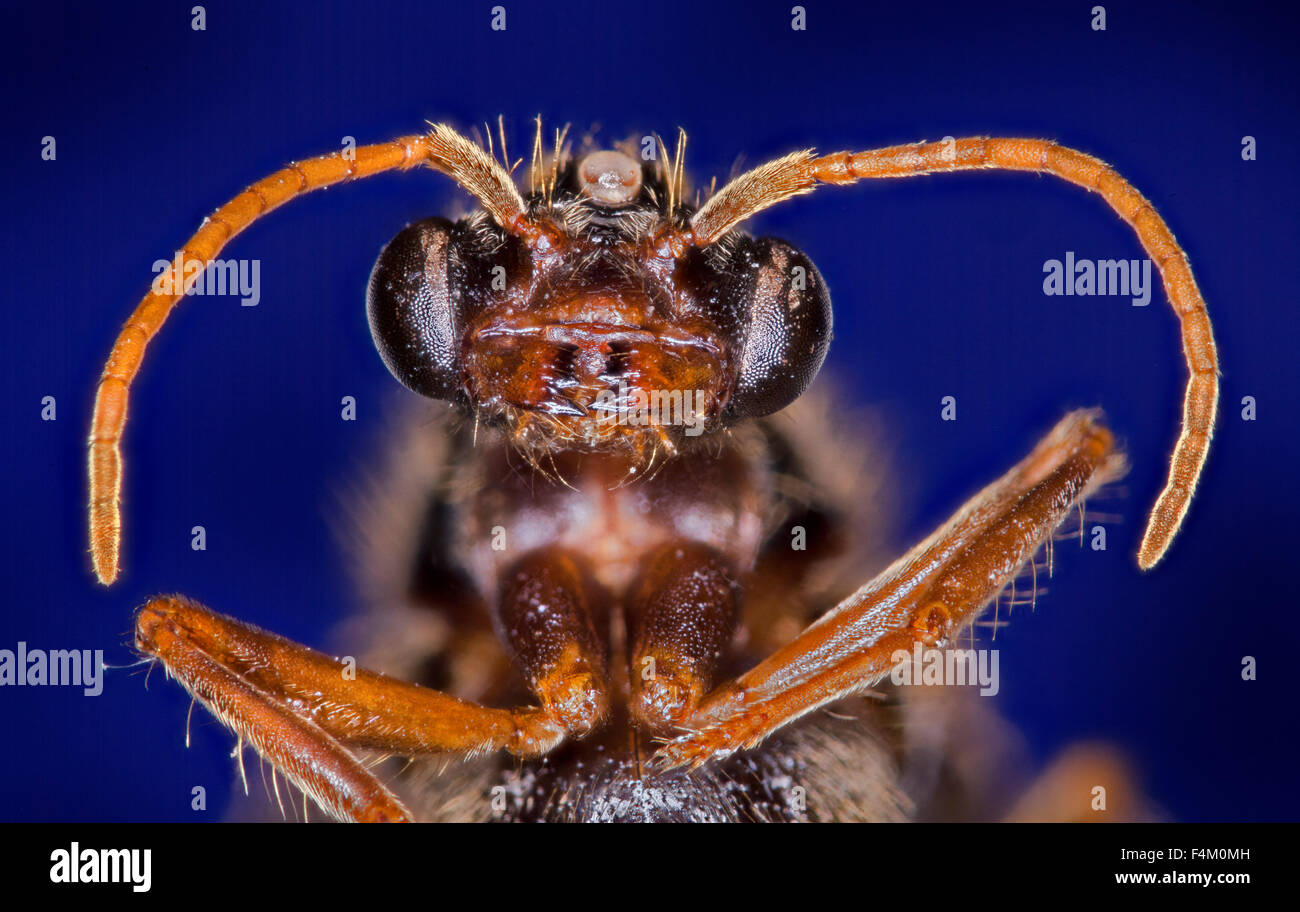 Malaysian flying ant, des macro-vision de la face, des mâchoires, des yeux, des antennes, fond bleu, l'ouest de la Malaisie. Banque D'Images