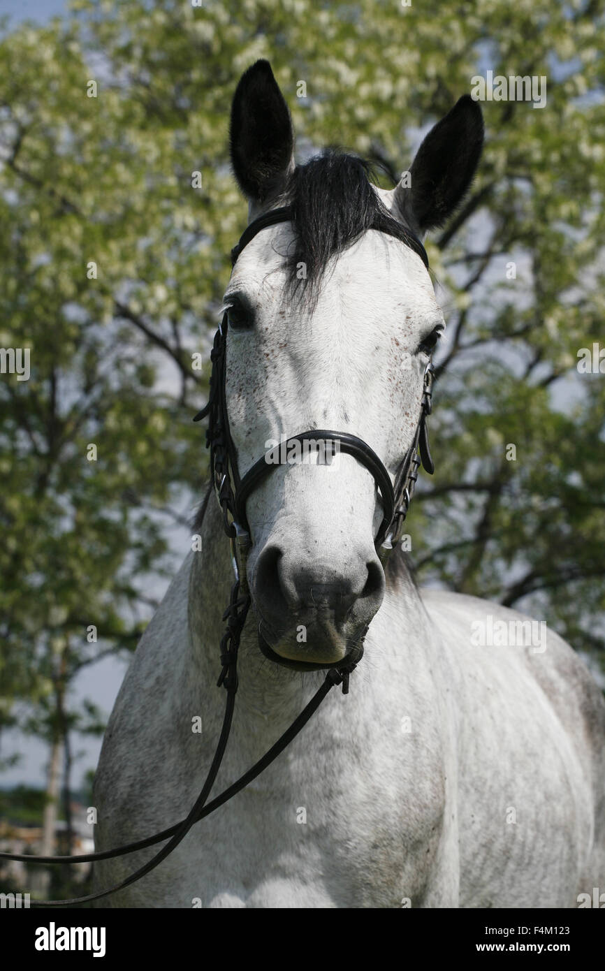 Couleur gris pommelé cheval avec harnais de cuir en été corral Banque D'Images