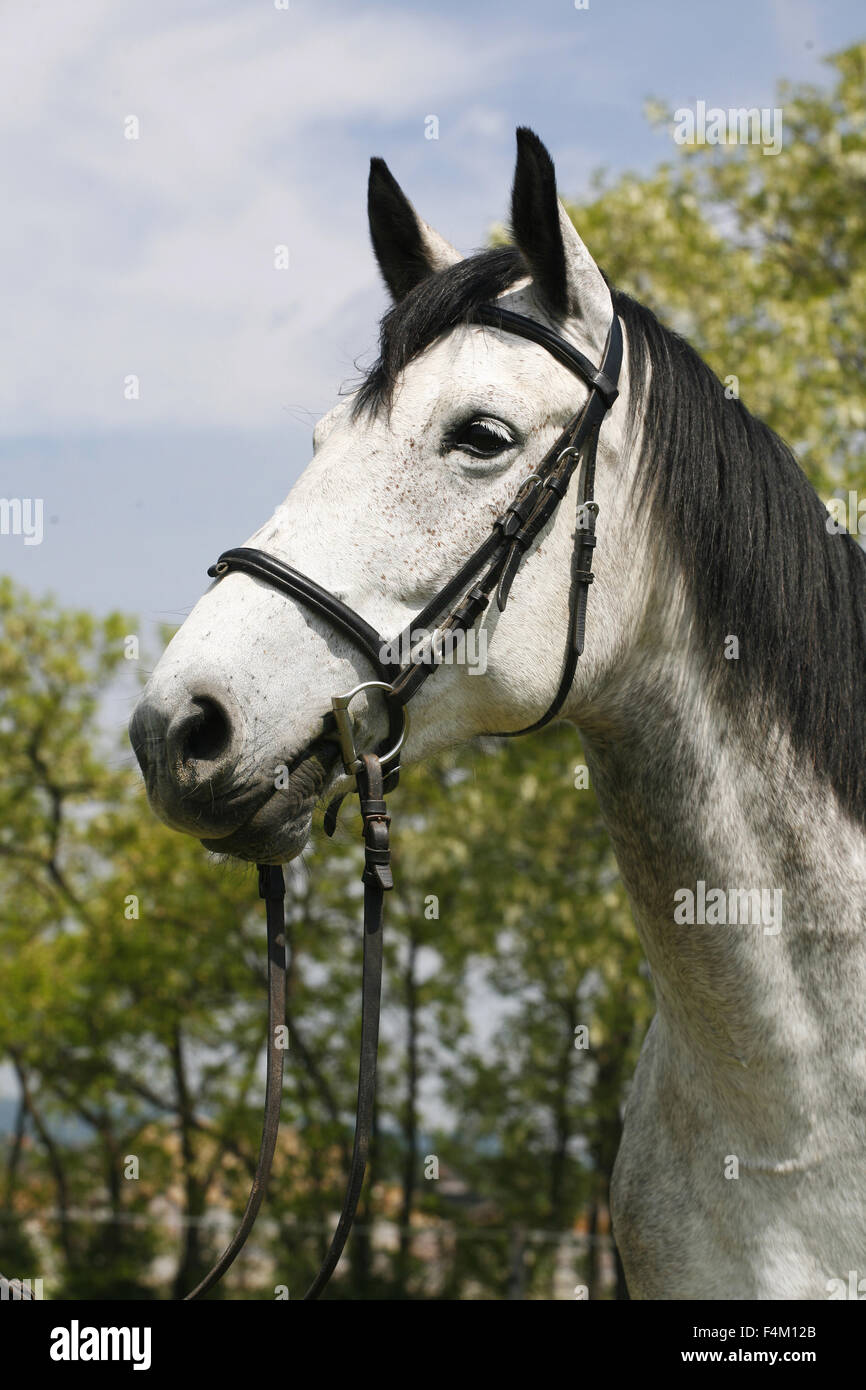 Tête d'un cheval gris pommelé de pur-sang les terres agricoles Banque D'Images