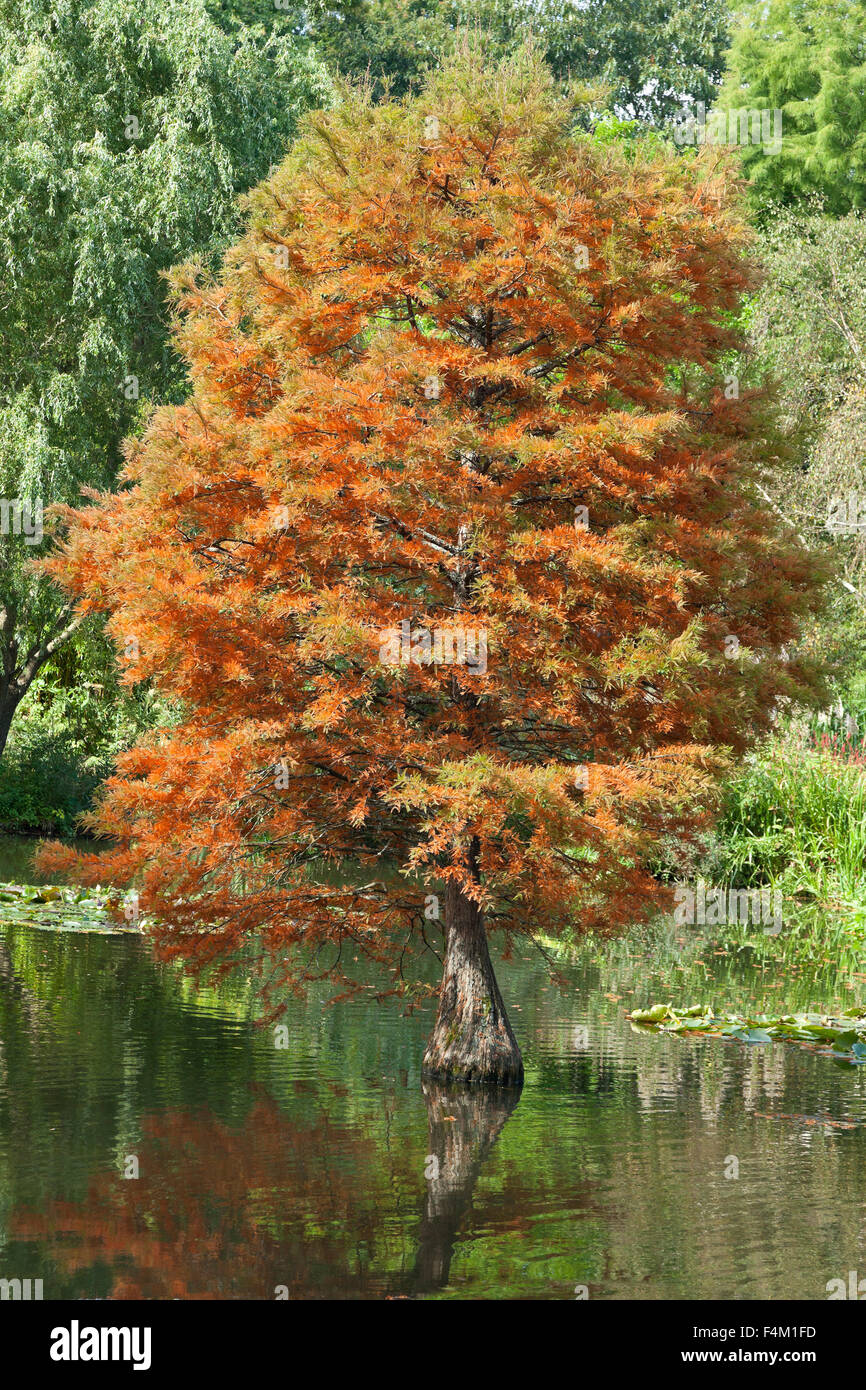 Arbre d'Automne Couleurs, or rouge foilage quitte Banque D'Images