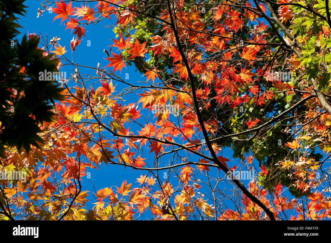 Acer, feuilles d'Érable, l'automne contre le ciel bleu Banque D'Images