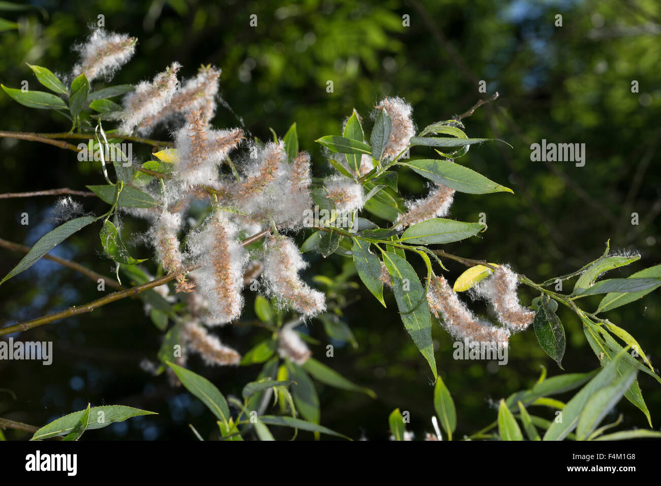 Le saule blanc, fruits, graines, Silber-Weide, Silberweide, Weide, Früchte, Frucht, fruchtend, Samen, Salix alba Banque D'Images