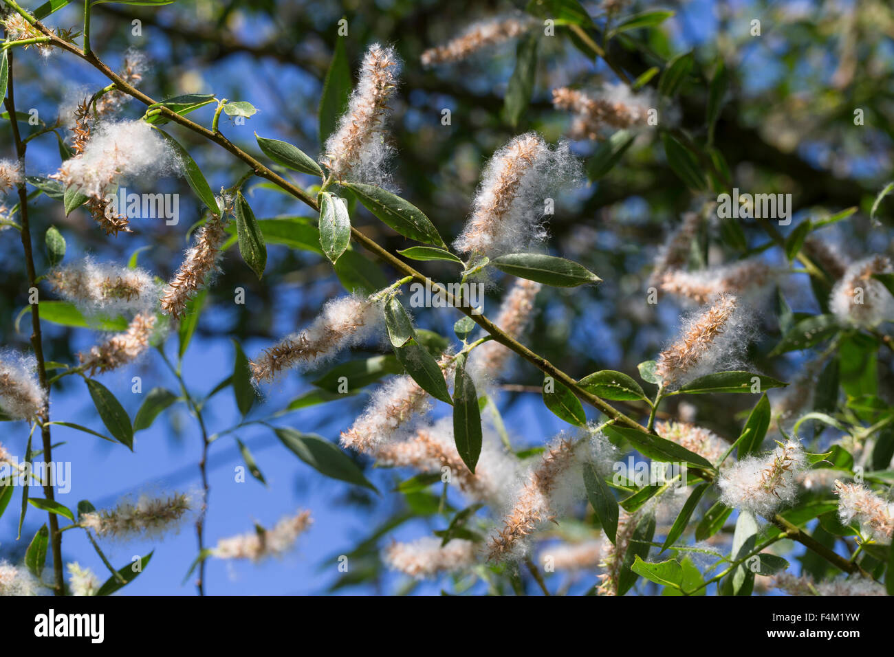 Le saule blanc, fruits, graines, Silber-Weide, Silberweide, Weide, Früchte, Frucht, fruchtend, Samen, Salix alba Banque D'Images