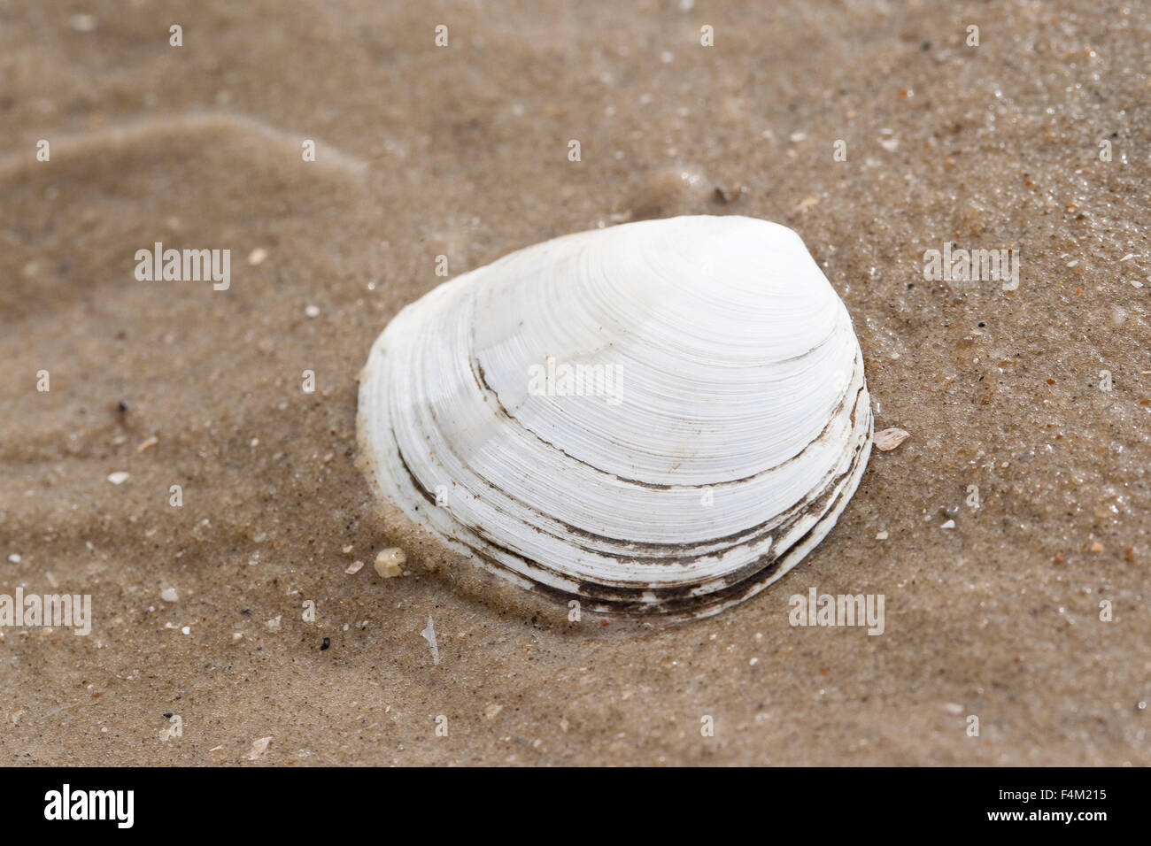 Sillon clam shell, poivré, sable, attendant d Pfeffermuschel Pfeffermuschel Große, flache, Scrobicularia plana, Scrobicularia piperata Banque D'Images