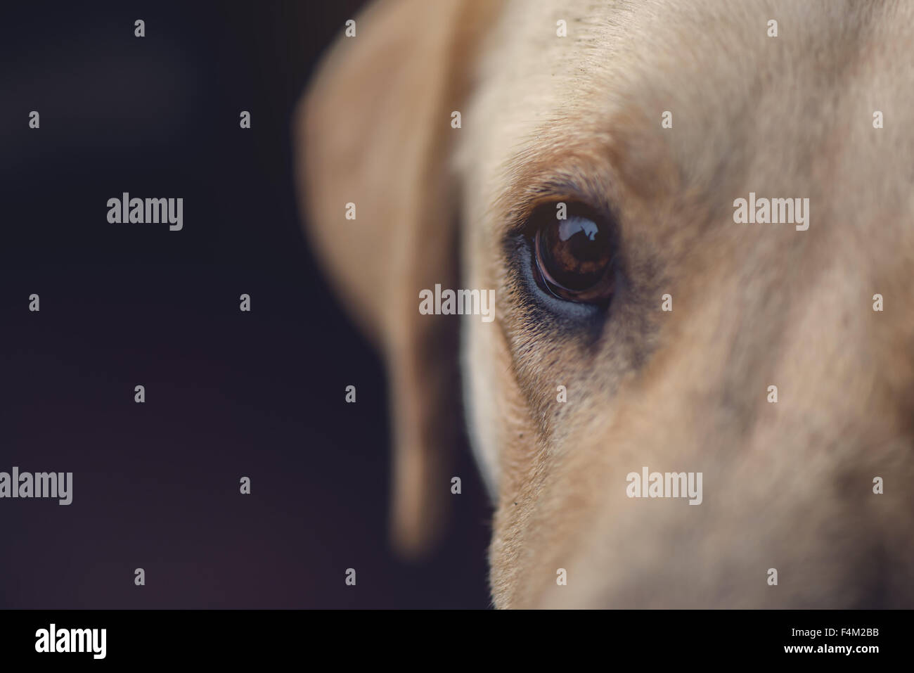 Close up of labrador retriever dog eye, selective focus avec profondeur de champ Banque D'Images