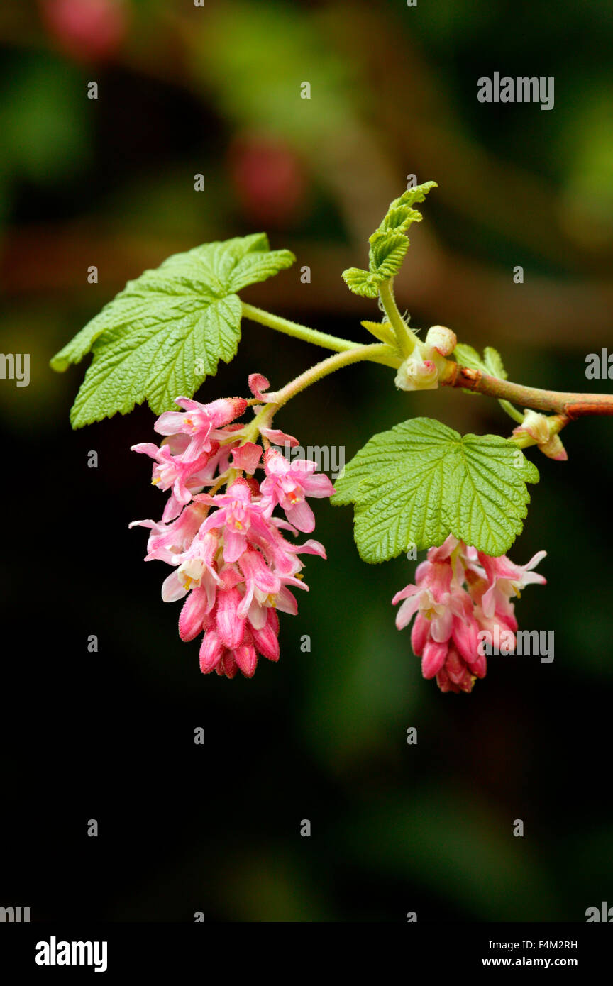 Ribes sanguineum groseillier (floraison). Milieu tourné de fleurs. Mars. Gloucestershire UK. Banque D'Images