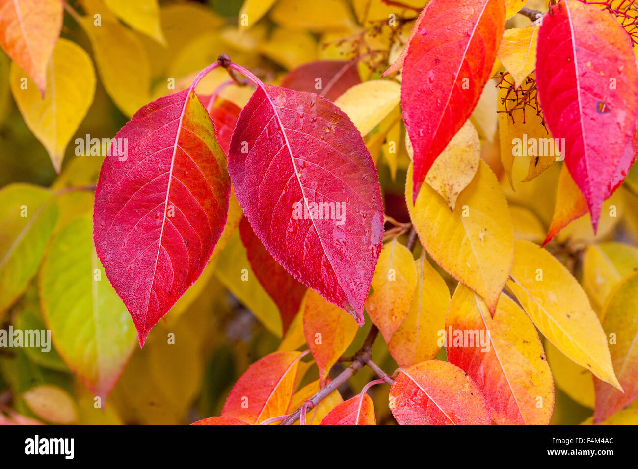 Feuilles automnales de Viburnum sur branche, rouge-jaune automne coloré, Foliage Viburnum prunifolium Banque D'Images