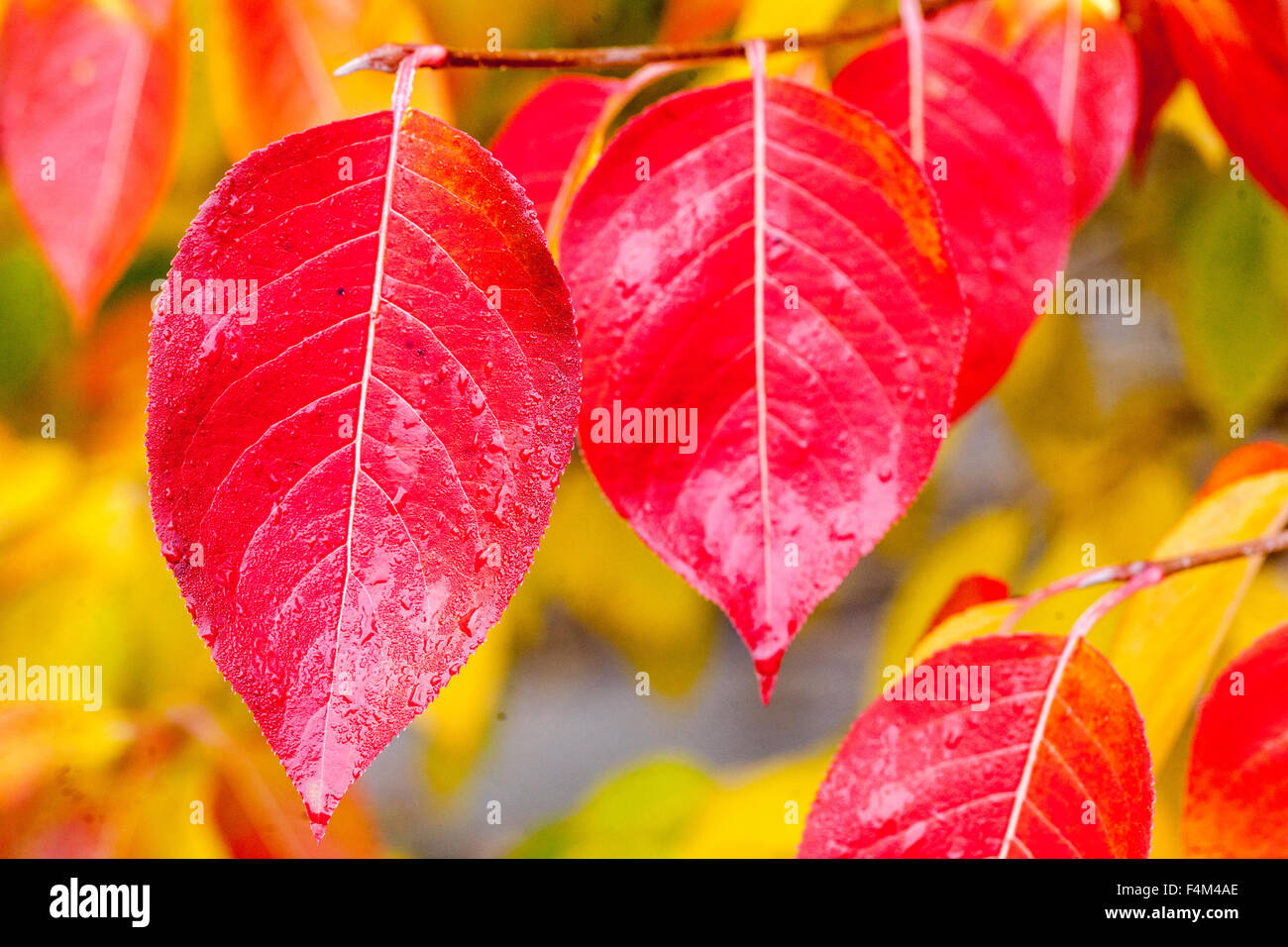 Viburnum prunifolium feuilles automnales rouges Stag Bush Viburnum feuille automnale rouge Banque D'Images