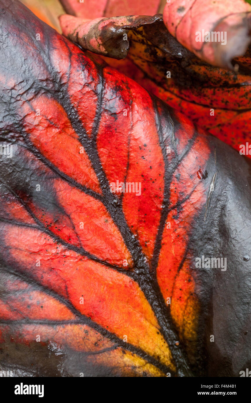 Bergenia montrant les feuilles d'automne feuille abstraite veine feuille veine feuille veine feuille Bergenia feuille rouge Bergenia cordifolia éléphant oreilles Bergenia motif Bergenia Banque D'Images