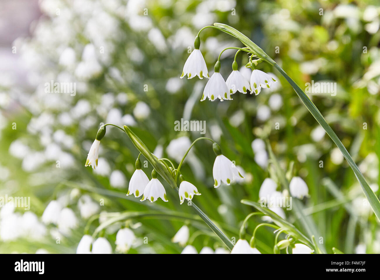 Trois coincés ail (Allium triquetrum poireau) ( ) les têtes de fleurs au printemps, UK Banque D'Images