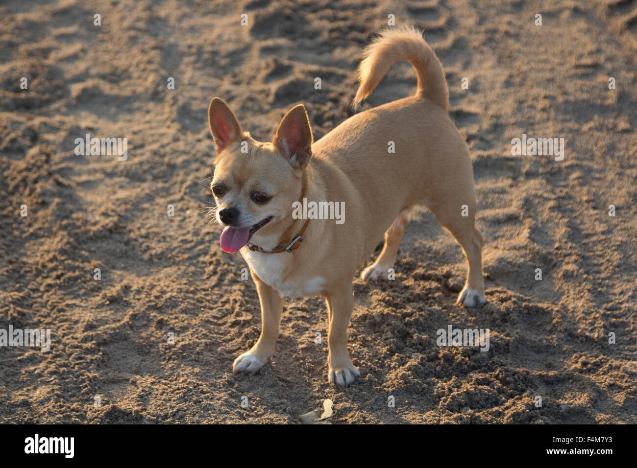 Chihuahua petite balade sur la plage Banque D'Images