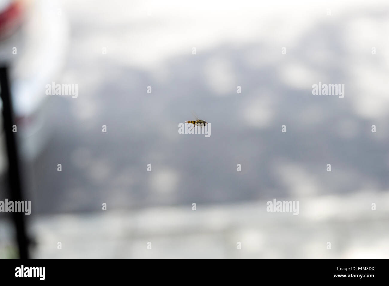 Hoverfly au milieu de l'air, également connu sous le nom de mouche de fleurs, de sueur ou d'abeilles, dans le syrphe Syrphidae famille d'insectes, fond gris Banque D'Images