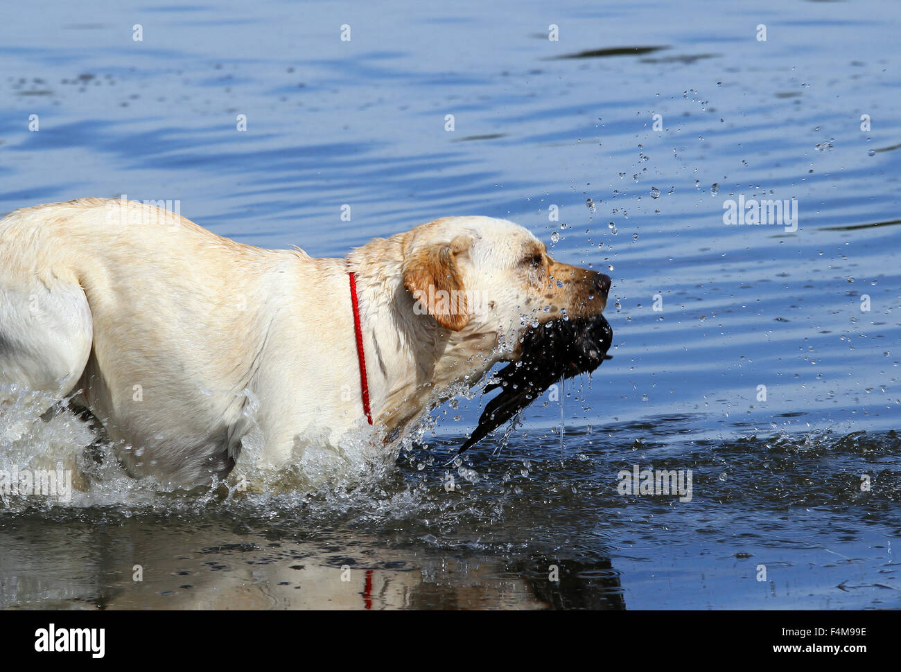 Jeune Labrador Retriever jaune récupérer un canard dans l'étang Banque D'Images