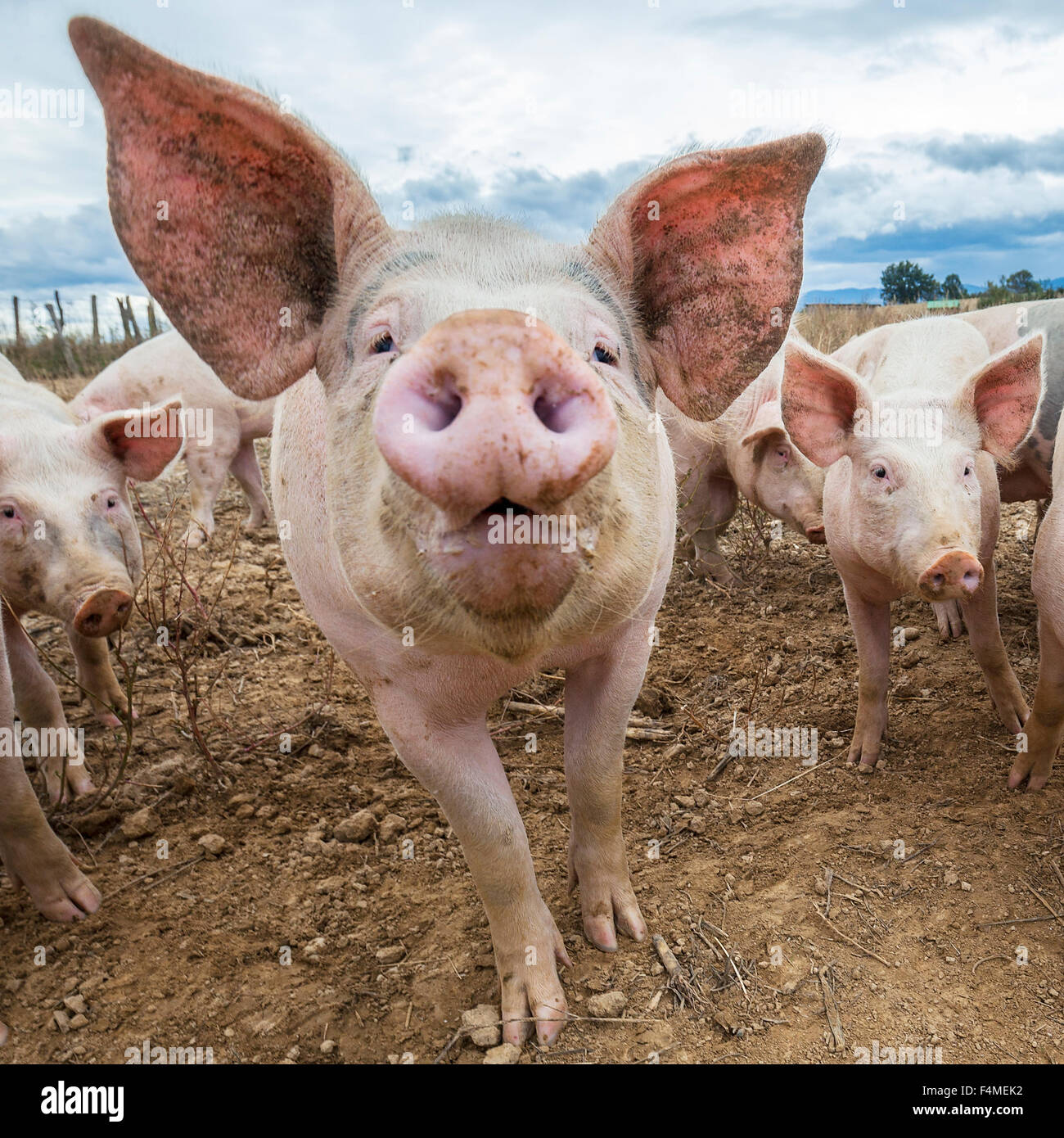 Les porcs en plein air à l'automne charmant Banque D'Images
