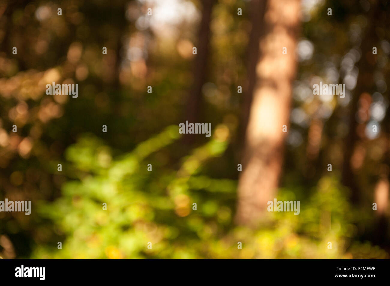 Glasgow, Ecosse, Royaume-Uni. 20 Oct, 2015. Les arbres sont éclairés dans le beau soleil d'automne à Pollok Park, Glasgow. Crédit : Tony Clerkson/Alamy Live News Banque D'Images