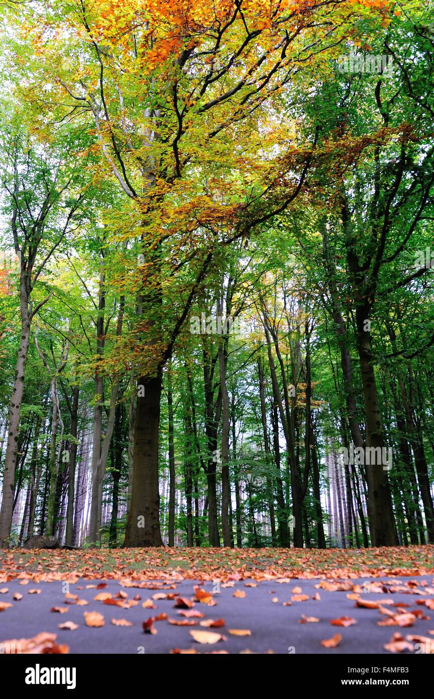 Glasgow, Ecosse, Royaume-Uni. 20 Oct, 2015. Les arbres sont éclairés dans le beau soleil d'automne à Pollok Park, Glasgow. Crédit : Tony Clerkson/Alamy Live News Banque D'Images