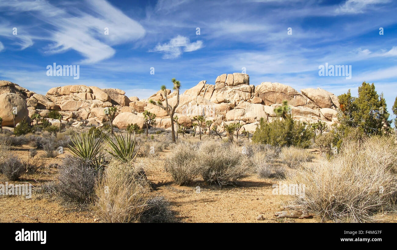 Vue paysage de Joshua Tree National Park Banque D'Images