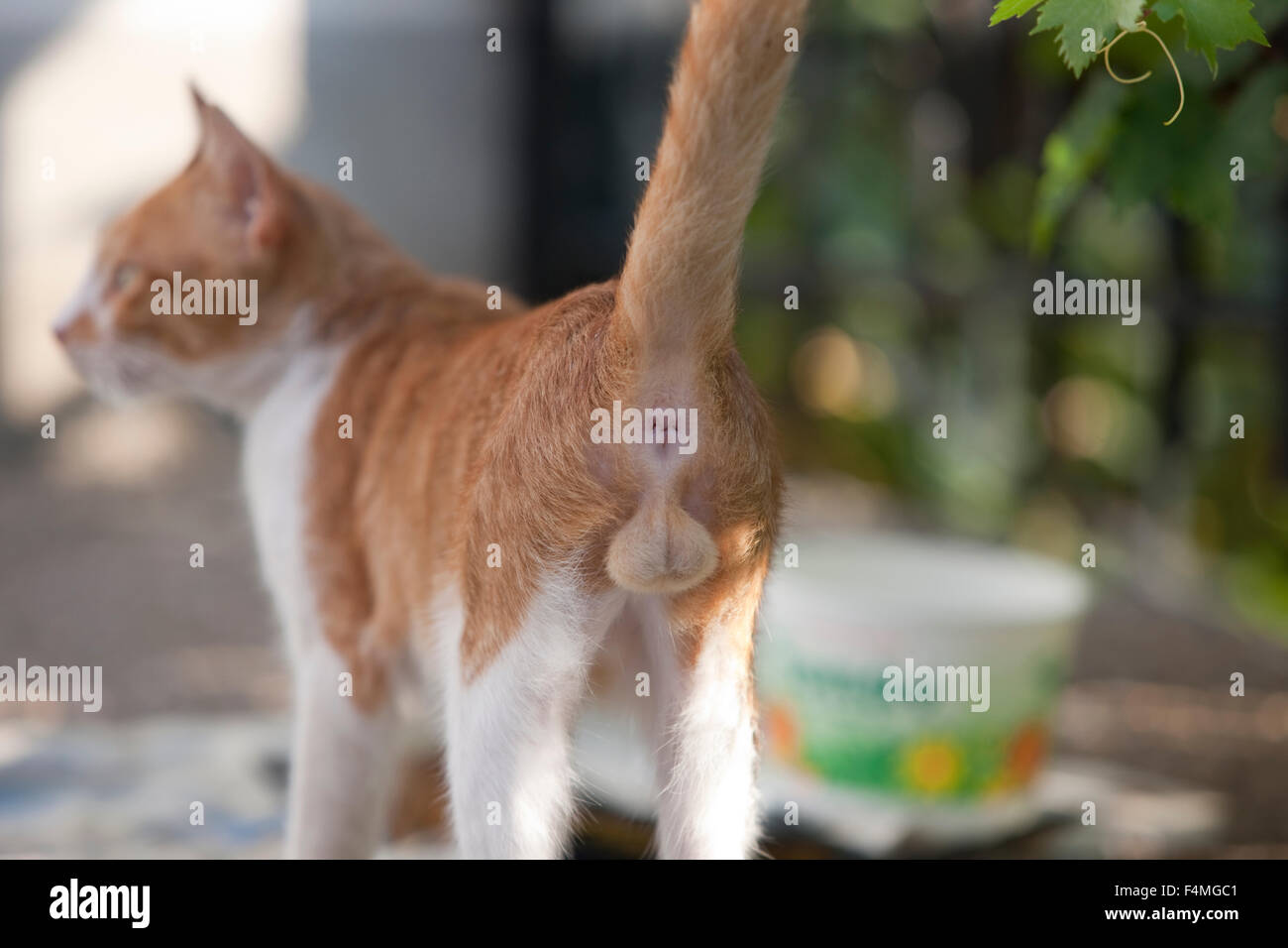 Fermer La Vue D Un Jeune Anus Et Les Testicules Du Chat Organes Genitaux Photo Stock Alamy Fermer La Vue D Un Jeune Anus Et Les Testicules Du Chat Organes Genitaux Photo Stock Alamy