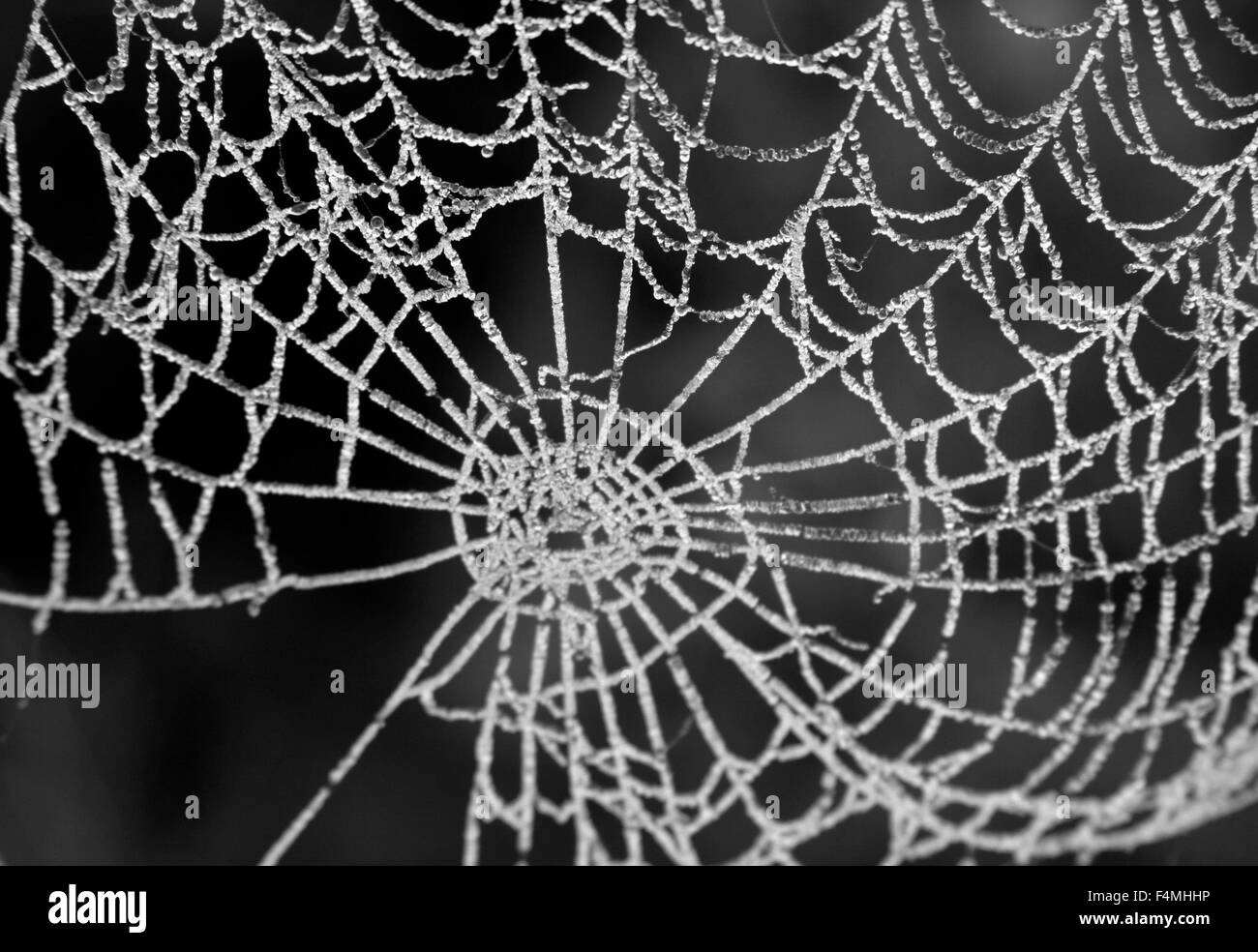 Frosty web spiders Banque D'Images
