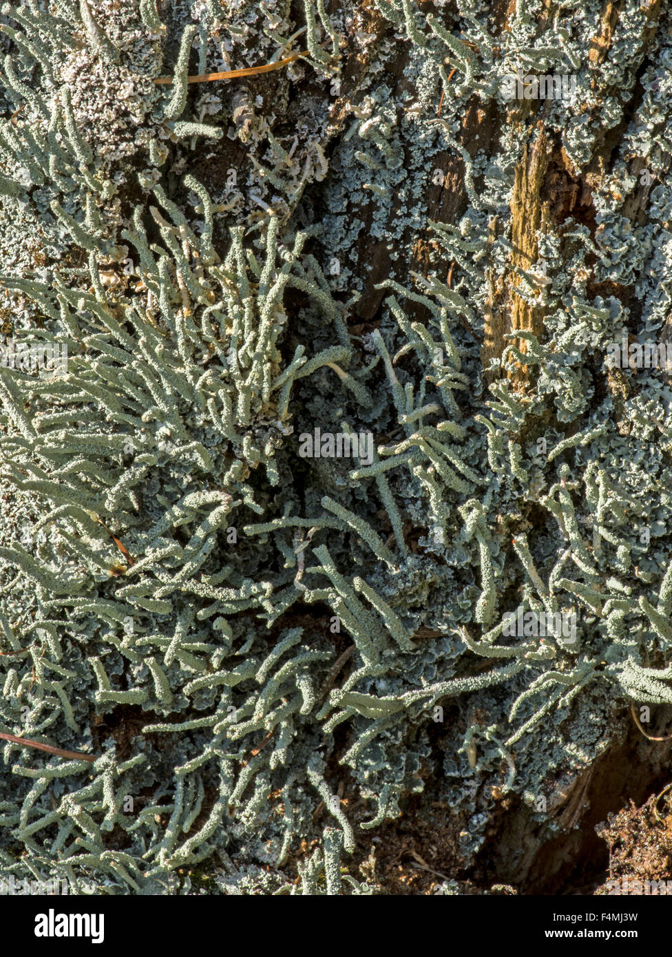Cladonia Coniocraea. Coupe commune maritime trouvés sur les souches en décomposition dans les situations d'acide Banque D'Images