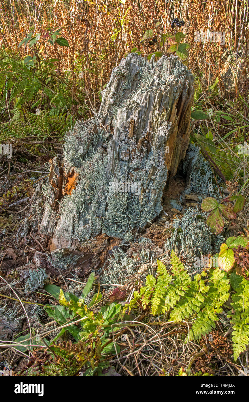 La souche d'un arbre couvert de lichens tasse Banque D'Images