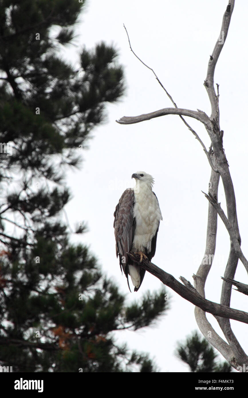 L'aigle de mer à ventre blanc (Haliaeetus leucogaster) assis sur un arbre au bord du lac de roi en Lakes Entrance, Victoria, Australie Banque D'Images