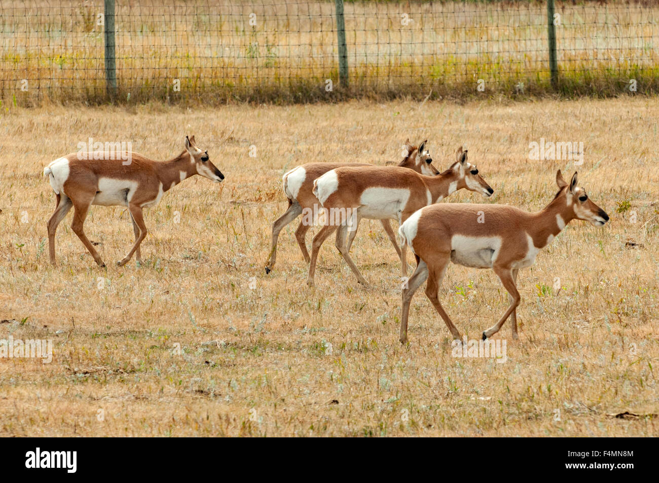 Les antilopes pronghorn femelle, Custer State Park, South Dakota, USA Banque D'Images