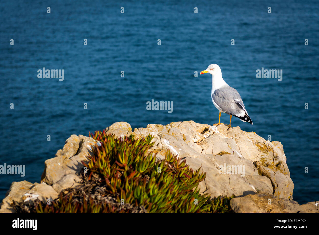 Mouette dans une roche dans la côte portugaise, près de Peniche Banque D'Images Mouette dans une roche dans la côte portugaise, près de Peniche Banque D'Images