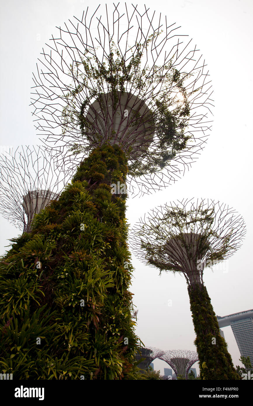 Gardens by the Bay, Singapour Banque D'Images