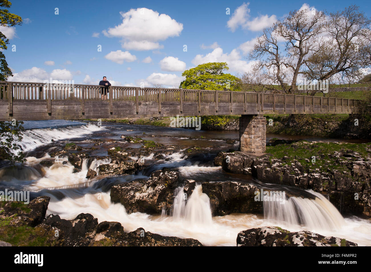Sous le ciel bleu, l'homme admire vue panoramique à partir de la passerelle au-dessus de bois sunny Linton Falls Cascade - rivière Wharfe, Skipton, Yorkshire, Angleterre, Royaume-Uni. Banque D'Images