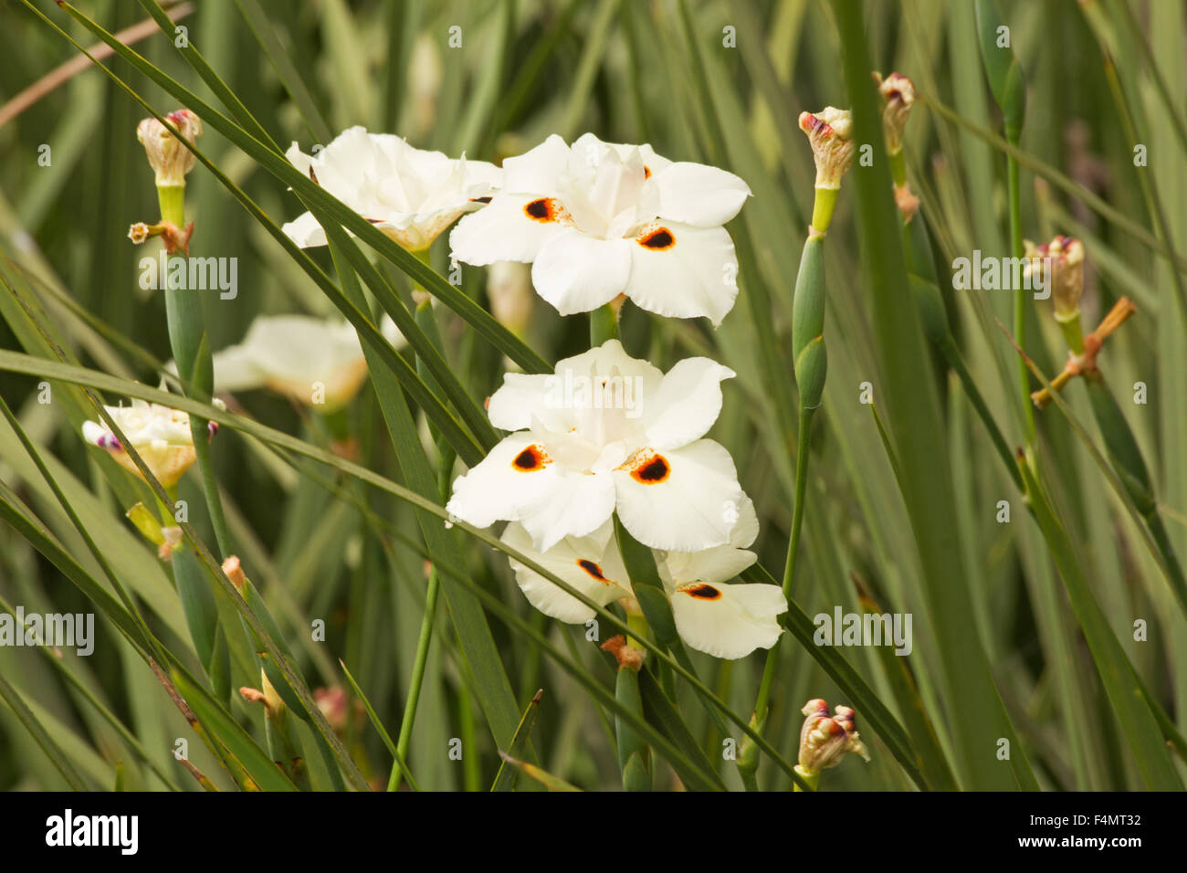 Dietes bicolor fleurs dans un jardin Banque D'Images