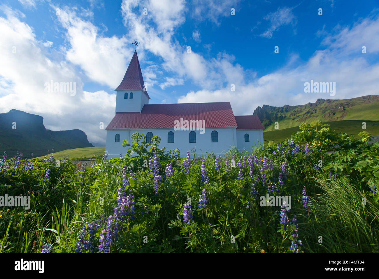 Lupins d'Alaska bleu à côté de l'église, Sudhurland Vik, l'Islande. Banque D'Images