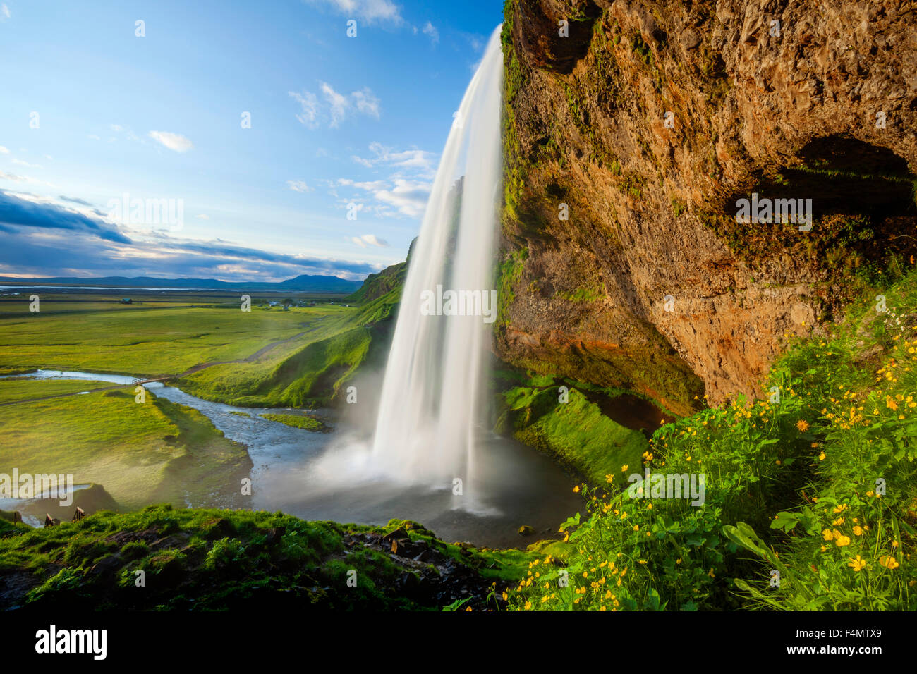 Renoncule à côté de 60m de haut, la cascade de Seljalandsfoss Sudhurland, Islande. Banque D'Images