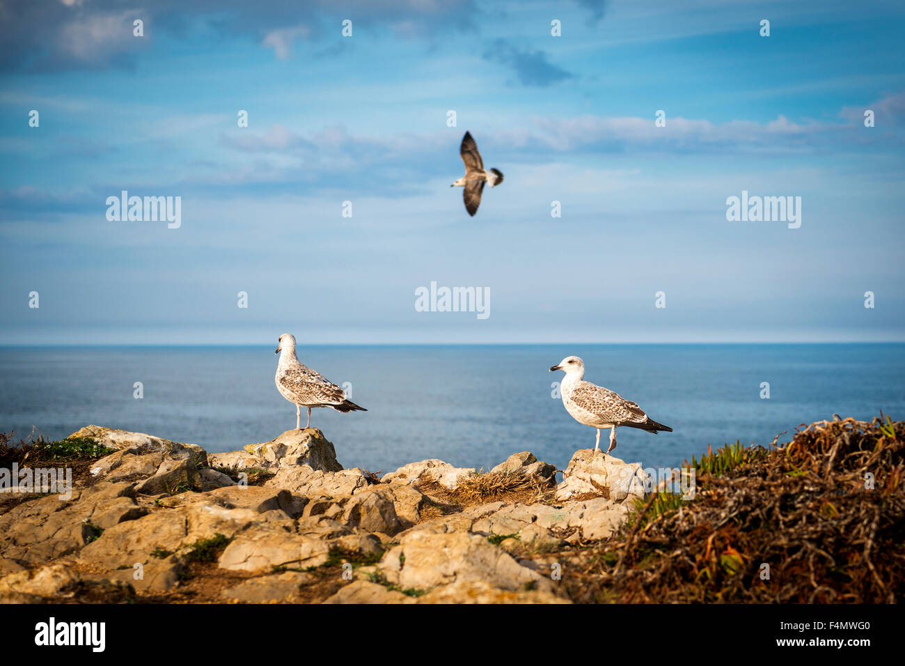 Mouettes dans une falaise de la côte portugaise, près de Peniche Banque D'Images Mouettes dans une falaise de la côte portugaise, près de Peniche Banque D'Images