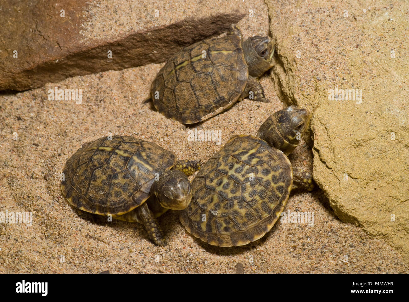 Les petites tortues du désert, (Terrapene ornata luteola). Au Nouveau Mexique, USA. Banque D'Images
