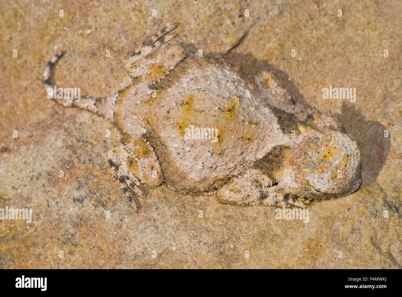 Iguane à queue ronde, (Phrynosoma modestum), l'arrière-pays Quebradas Byway, Socorro Co., New Mexico, USA. Banque D'Images