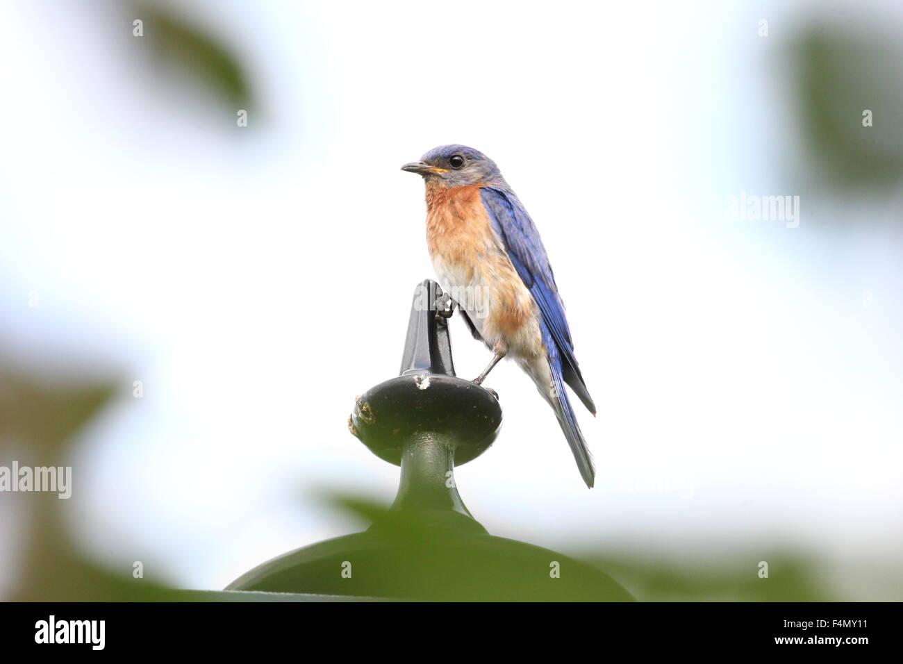 Bluebird perché sur un lampadaire. Banque D'Images