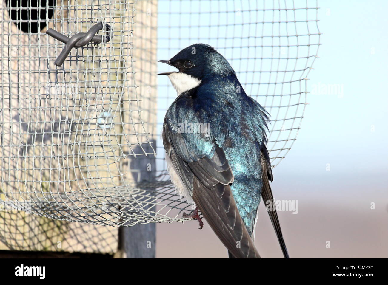 Hirondelle bicolore perché sur une maison d'oiseau. Banque D'Images